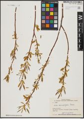 Foto von Salix acmophylla Boiss.